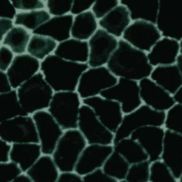 Strengthened with ION* Gut Support