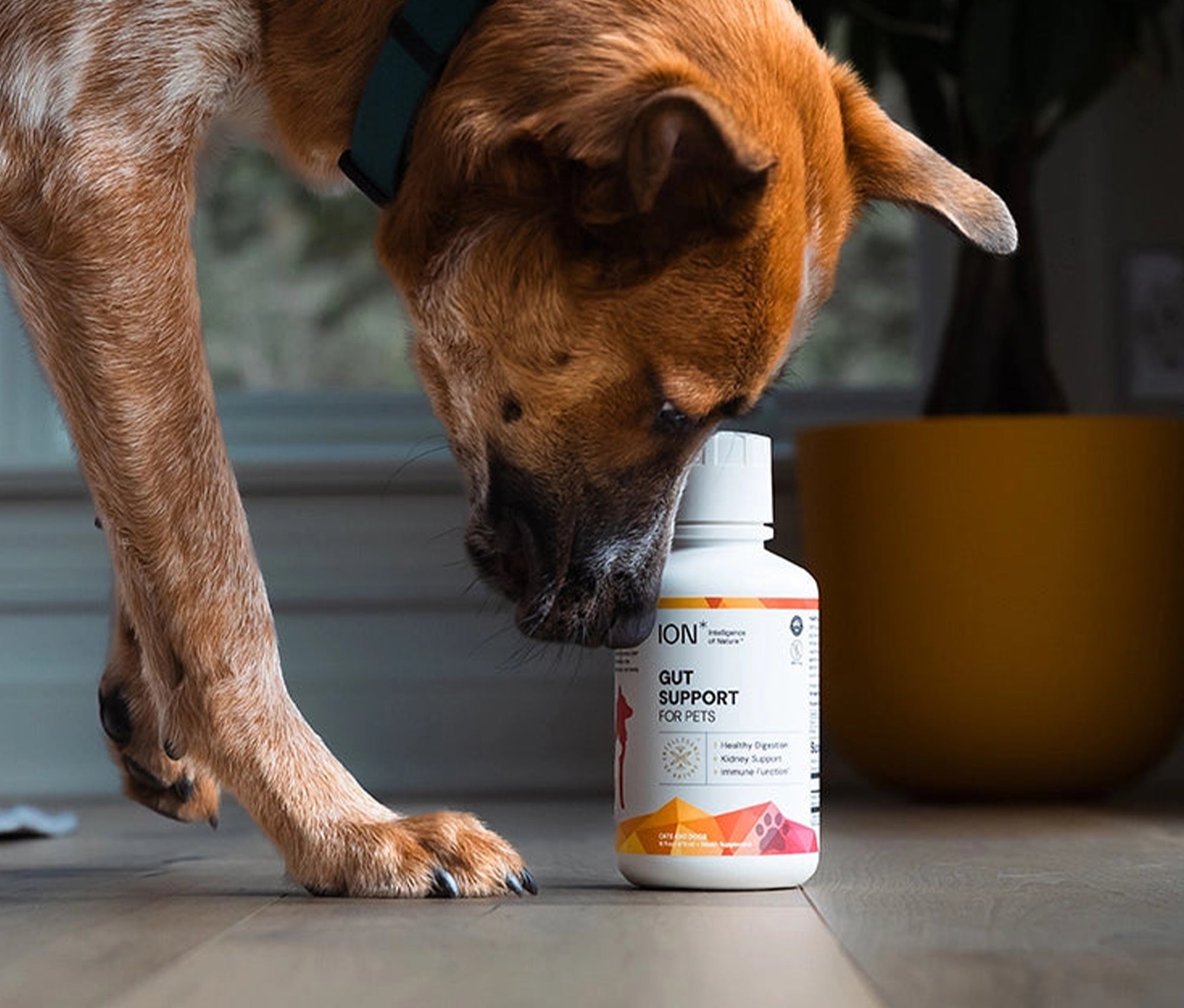 Dog sniffing ION* Gut Support For Pets 16oz