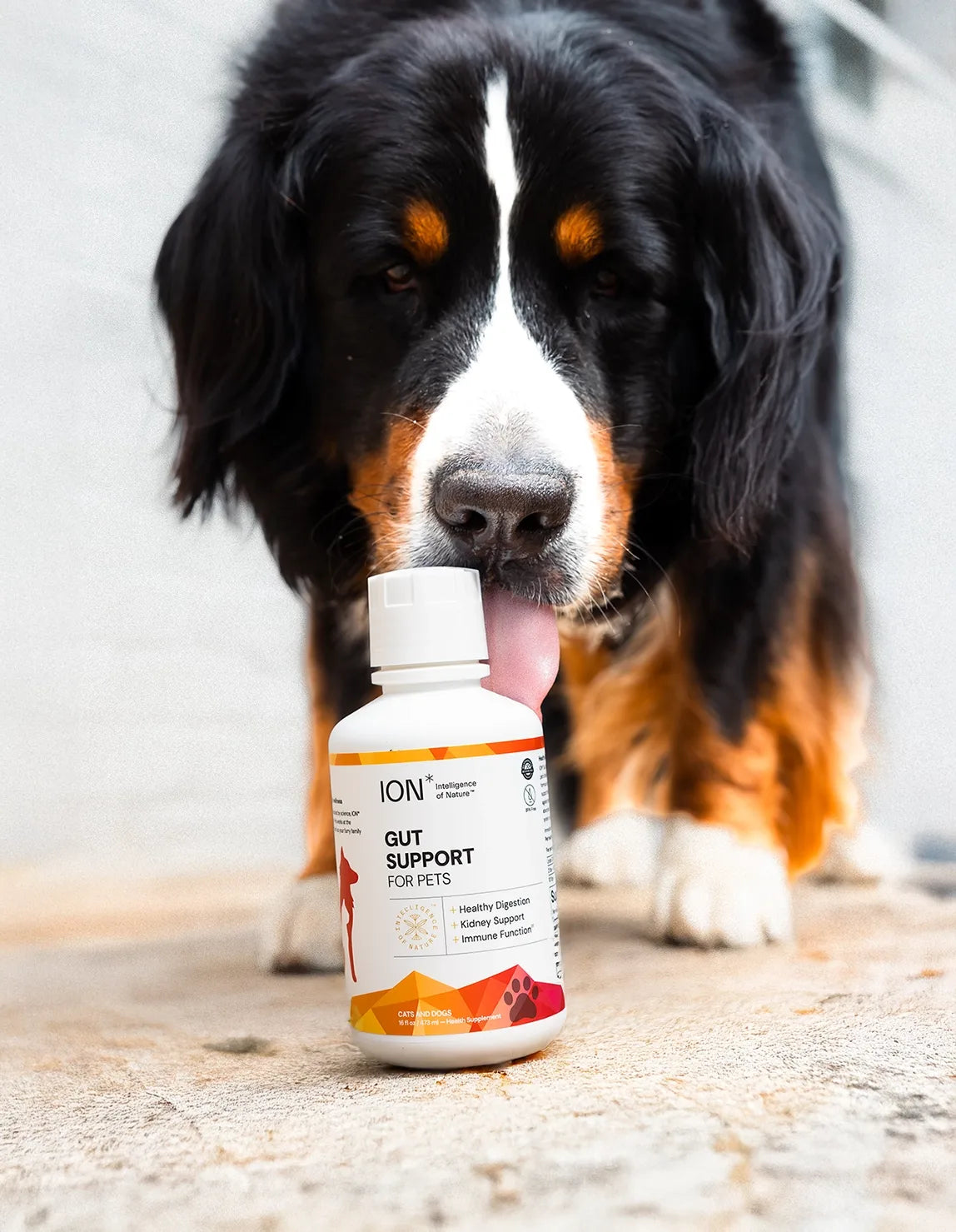 ION Pet Gut Health Supplement Drink for Cats